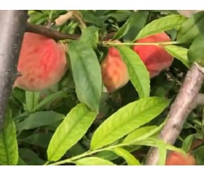 填补市场空白的特早熟毛桃，含糖高酥脆甜，特抗倒春寒