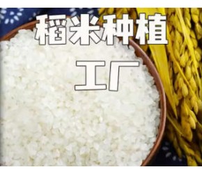 水稻是如何种植的？从种植到收获 ，归功于现代农业…