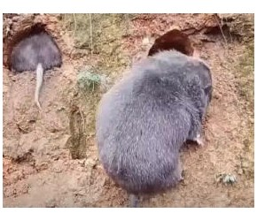 生态放养 人工养殖，竹鼠