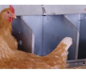 现代农场：鸡的养殖与加工