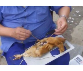 农村养殖鸡，为何要把公鸡“阉割”掉？阉割公鸡有什么好处？