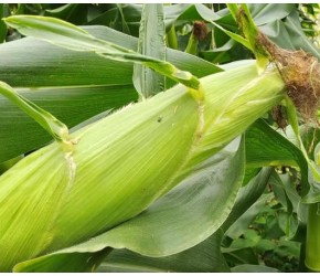 种植玉米有技术，玉米地里撒一撒，玉米高产不倒伏，一起学学吧