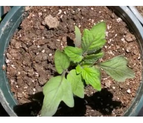 番茄种植基础知识