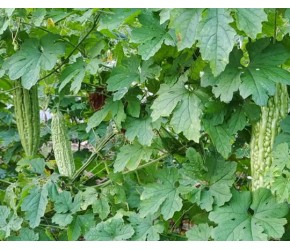 苦瓜种植有技巧，只需用点自家法宝“大蒜素”，苦瓜高产没病害