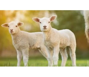 绵羊：不只是“傻羊”，还是有感情的动物！