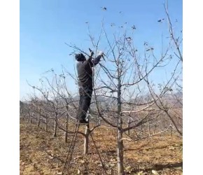 果树剪枝修整