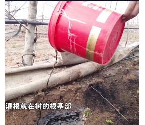 果树灌根应该灌在哪个部位？看看这里你就明白了！