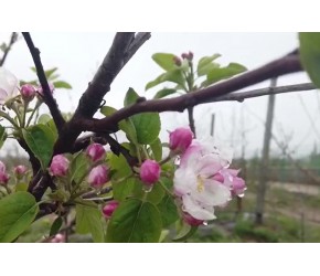 果树花期遇强冷空气，防冻工作一定要上心！