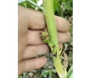 果树的嫁接就是这么简单，看到最后，这才是真正的高手！