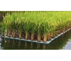 不可思议的漂浮农场，在湖中种植水稻，它是如何实现的？