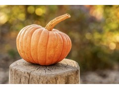 南瓜种植方法：南瓜一年可以种几茬？