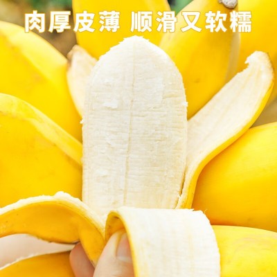 苹果蕉大果 香蕉新鲜自然熟当季整箱水果粉蕉带箱5斤图2
