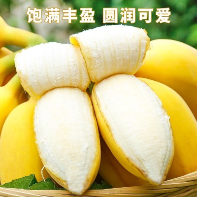苹果蕉大果 香蕉新鲜自然熟当季整箱水果粉蕉带箱5斤图3