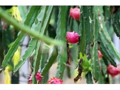 火龙果烂根病怎么解决?火龙果根腐病如何预防?火龙果用啥肥?