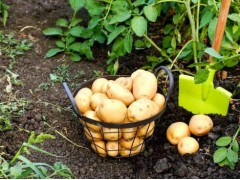 中药材马铃薯(土豆)的功效与作用