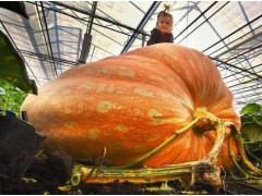 为何南瓜能长成“巨无霸”，而蓝莓却不能？有何科学解释？