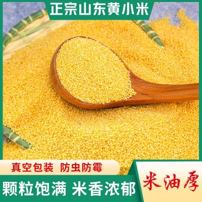 山东小米小米粥农家黄小米特产土谷子小米粗粮农家米脂真空批发图4