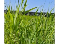 观赏草——芦苇介绍