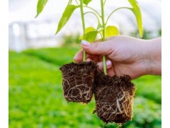 几月份种辣椒苗最好