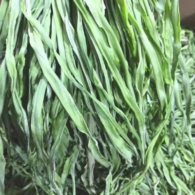 工厂批发云南特产干货贡菜苔干苔菜风干无叶响菜脱水蔬菜火锅店图4