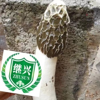 贵州冬荪 特级冬荪 630元一斤图3