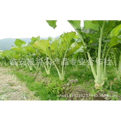 25年天目乡味农产品杭州临安特产梅干菜散装脱水蔬菜 腌菜干货图3