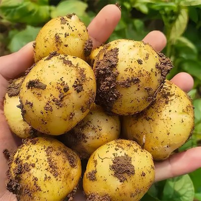 湖北蔬菜新鲜恩施小土豆黄皮黄心土豆农家自种马铃薯洋芋薄皮小鲜图3