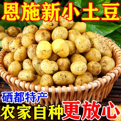 湖北蔬菜新鲜恩施小土豆黄皮黄心土豆农家自种马铃薯洋芋薄皮小鲜图4