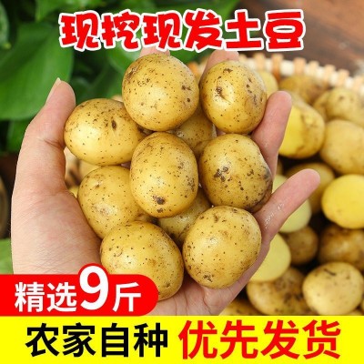 湖北蔬菜新鲜恩施小土豆黄皮黄心土豆农家自种马铃薯洋芋薄皮小鲜图5