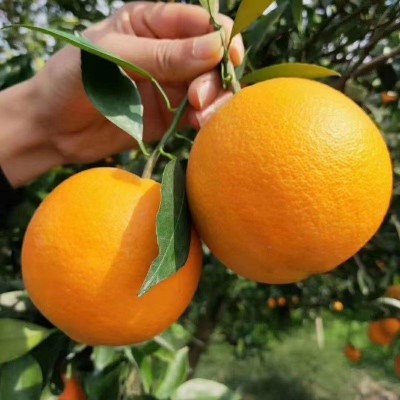 当季现摘新鲜脐橙爆汁橙纽荷尔甜橙整箱手剥橙子榨果汁孕妇水果图3