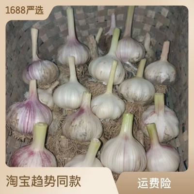 批发2025年新紫白皮大蒜5.0厘米1斤大蒜头金乡大蒜产地一件代发图3