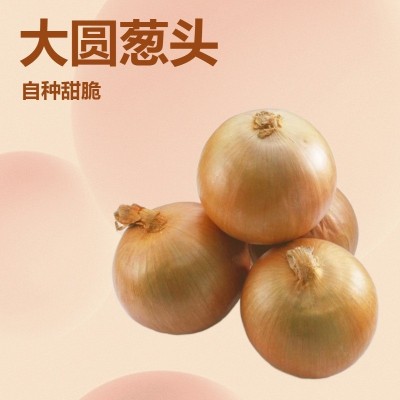 热卖山东黄皮洋葱新鲜大洋葱头白心红皮圆葱农家自种蔬菜产地批发图2