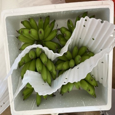 海南本地小米蕉整箱新鲜水果顺丰包邮小香蕉5/10/斤非广西红皮香图2