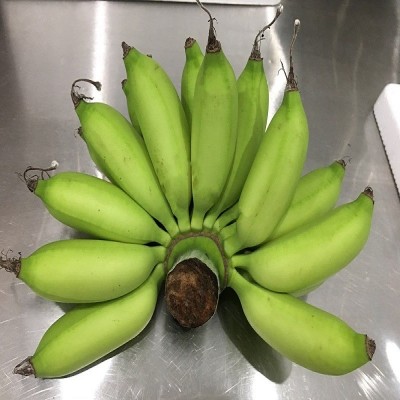 海南本地小米蕉整箱新鲜水果顺丰包邮小香蕉5/10/斤非广西红皮香