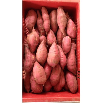 海南澄迈桥头富硒地瓜5/10斤装板栗红薯富硒桥头地瓜精选果礼盒装