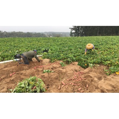 海南澄迈桥头富硒地瓜5/10斤装原产地红薯富硒红薯 富硒新鲜小果