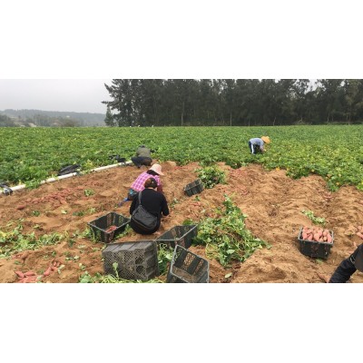 海南澄迈桥头富硒地瓜5/10斤装原产地红薯富硒红薯 富硒新鲜小果图2