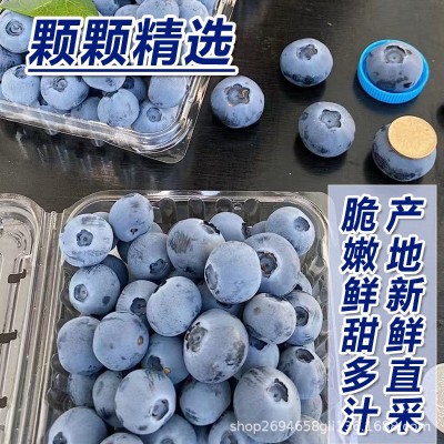 正宗丹东果香蓝莓新鲜孕妇水果蓝莓脆甜花香蓝莓现摘现发顺丰包邮图3