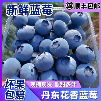 正宗丹东果香蓝莓新鲜孕妇水果蓝莓脆甜花香蓝莓现摘现发顺丰包邮图5
