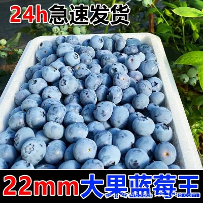 正宗丹东果香蓝莓新鲜孕妇水果蓝莓脆甜花香蓝莓现摘现发顺丰包邮图2