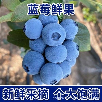正宗丹东果香蓝莓新鲜孕妇水果蓝莓脆甜花香蓝莓现摘现发顺丰包邮图4