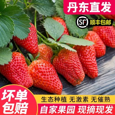 顺丰包邮丹东99草莓红颜九九牛奶孕妇奶油大草莓3斤当季水果多汁图4
