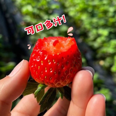 顺丰包邮丹东99草莓红颜九九牛奶孕妇奶油大草莓3斤当季水果多汁图2