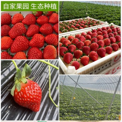 顺丰包邮丹东99草莓红颜九九牛奶孕妇奶油大草莓3斤当季水果多汁图3