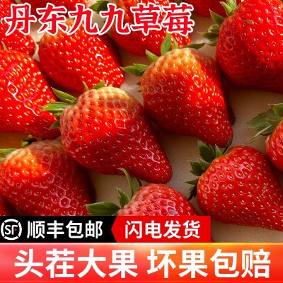 顺丰包邮丹东99草莓红颜九九牛奶孕妇奶油大草莓3斤当季水果多汁图5