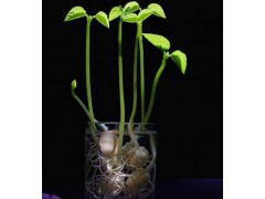 水培土豆的种植方法