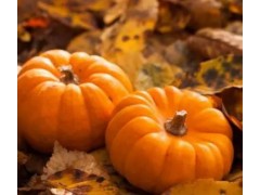 农村老人说南瓜施肥有三怕,怕什么?