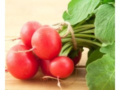 水果萝卜种植和时间