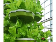 生菜该如何种植?露天种植、大棚种植以及无土栽培之间有何区别?