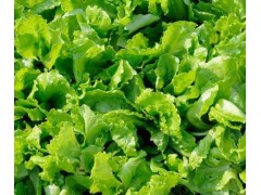 意大利生菜的种植方法和时间